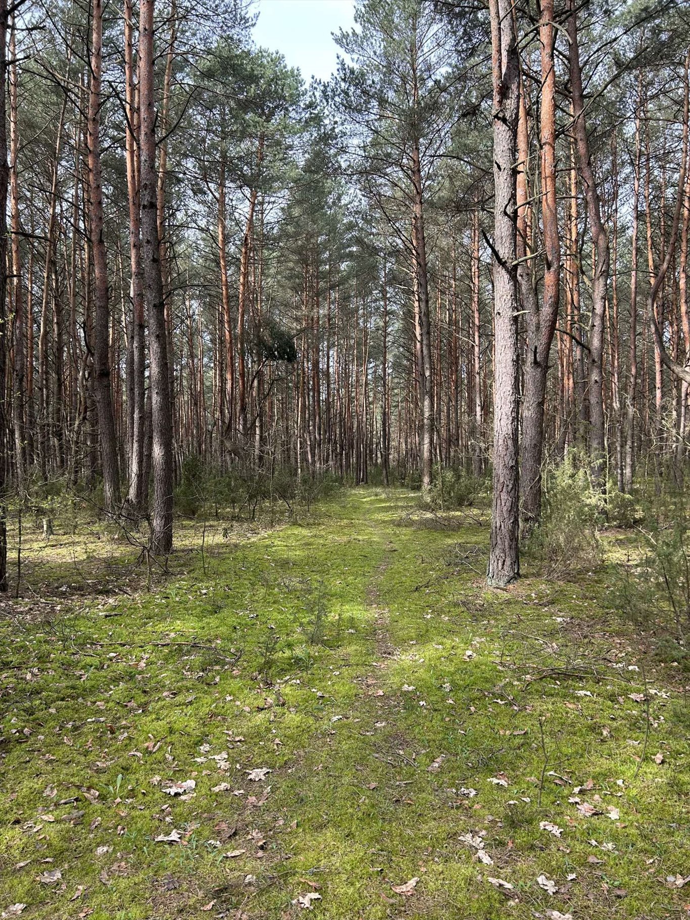 Działka inna na sprzedaż Dzbądz, Dzbądz  2 000m2 Foto 11