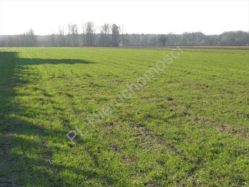 Działka rolna na sprzedaż Miedniewice 30 000m2 Foto 1 Działka rolna na sprzedaż Miedniewice 30 000m2 Foto 1