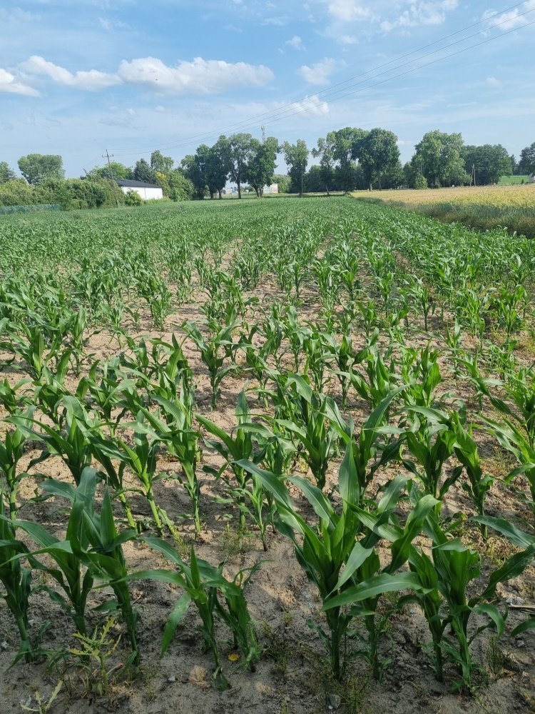 Działka inwestycyjna na sprzedaż Tuszyn, Tuszyn, Wschodnia 12a  2 500m2 Foto 1