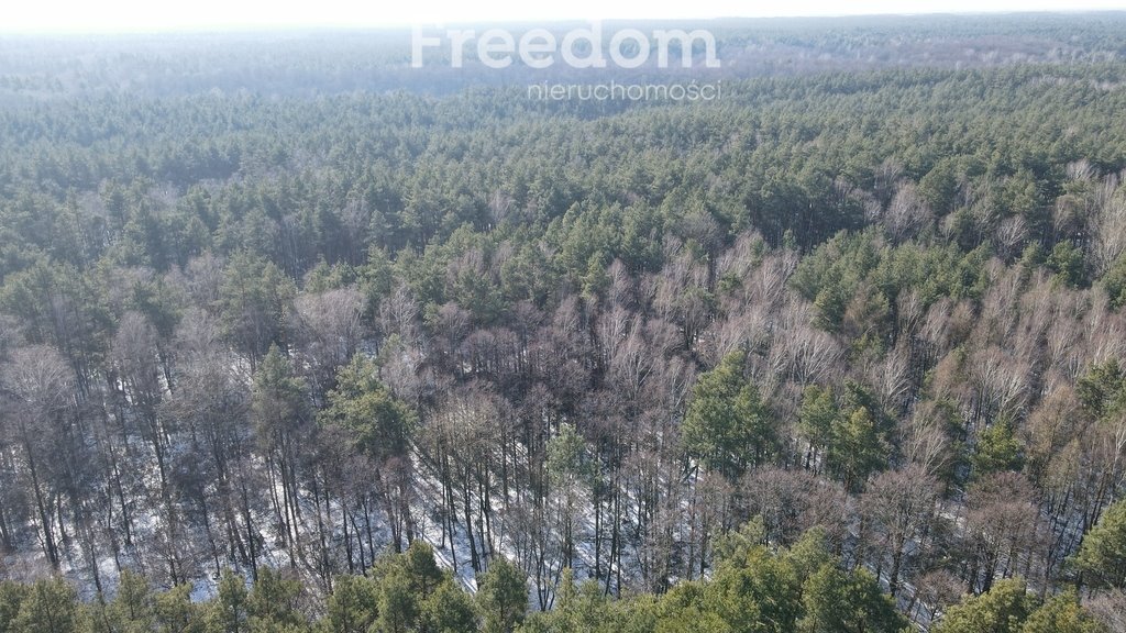 Działka leśna na sprzedaż Górki  10 100m2 Foto 1