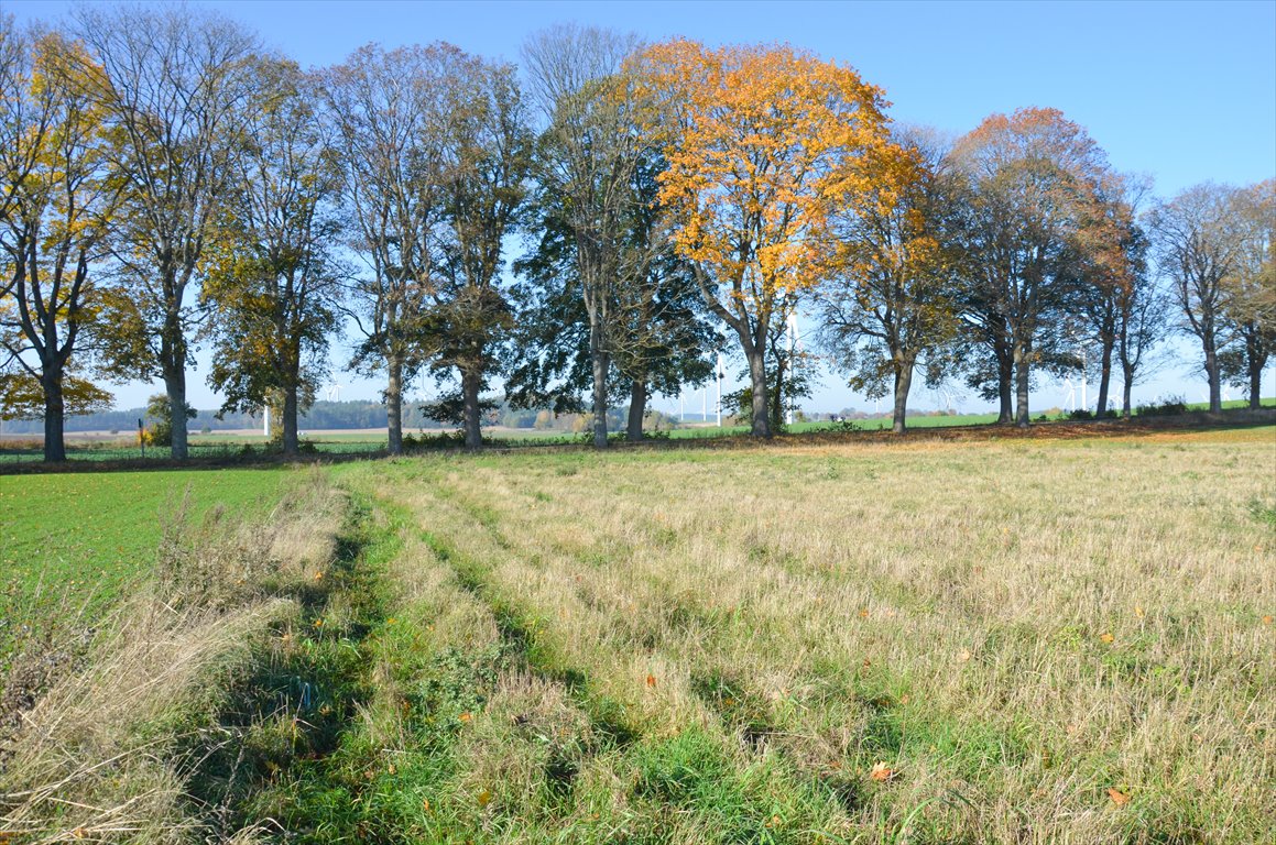 Działka siedliskowa na sprzedaż Borkowo  3 000m2 Foto 9