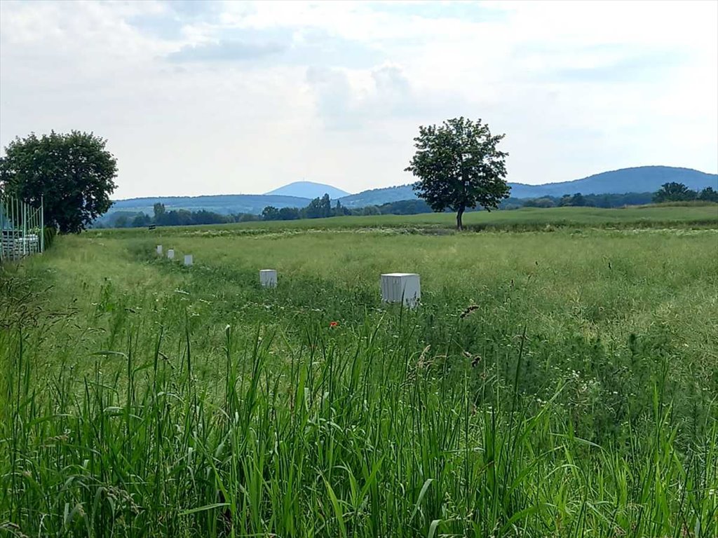 Działka budowlana na sprzedaż Olszany, Olszany  6 070m2 Foto 6