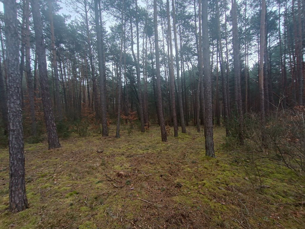 Działka leśna na sprzedaż Gorzakiew  27 000m2 Foto 20