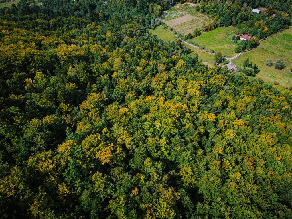 Działka leśna na sprzedaż Łęki  5 800m2 Foto 6