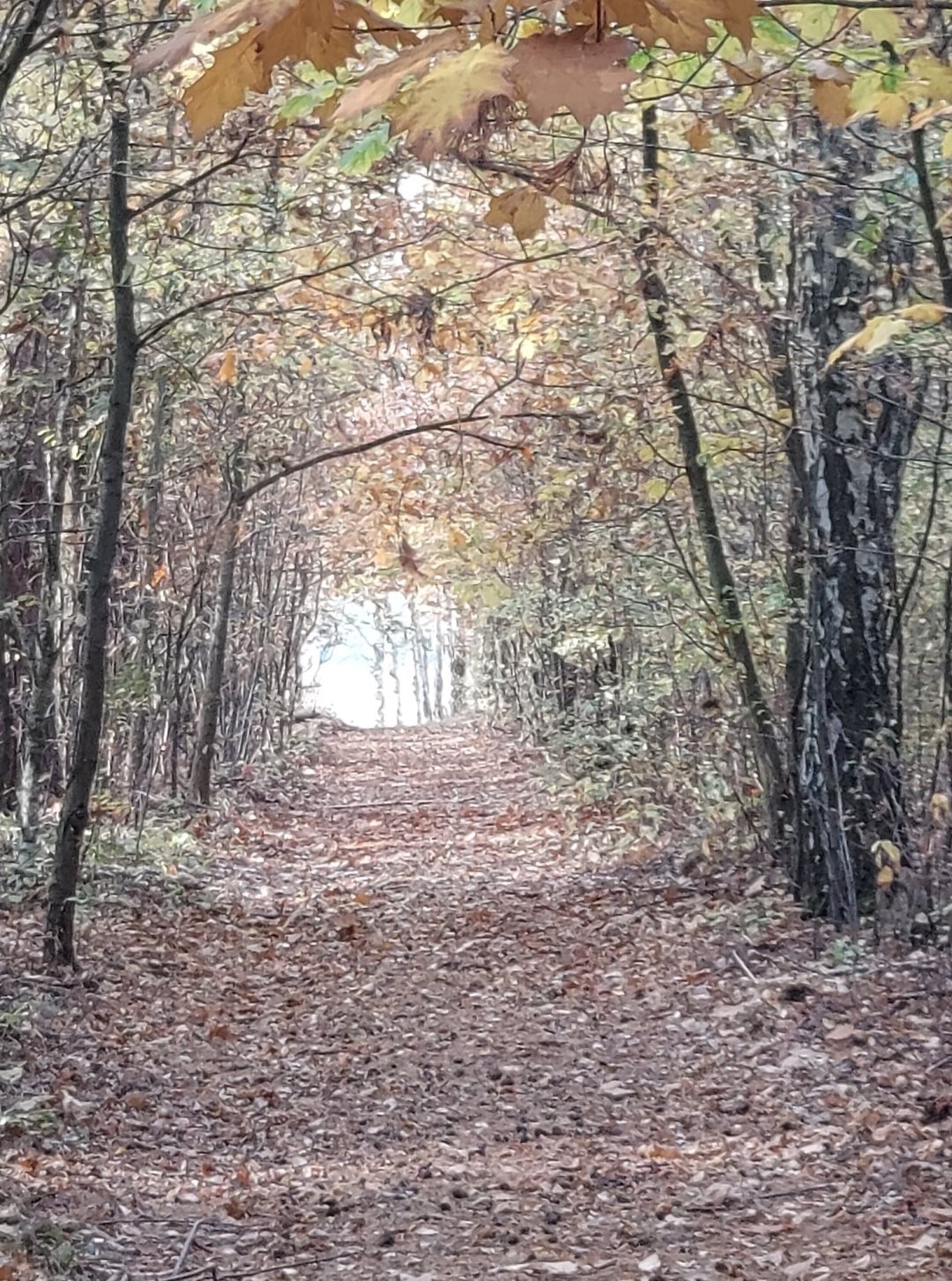 Działki leśne 11 500 m2 w Bogatkach – atrakcyjna oferta Bogatki  11 500m2 Foto 1