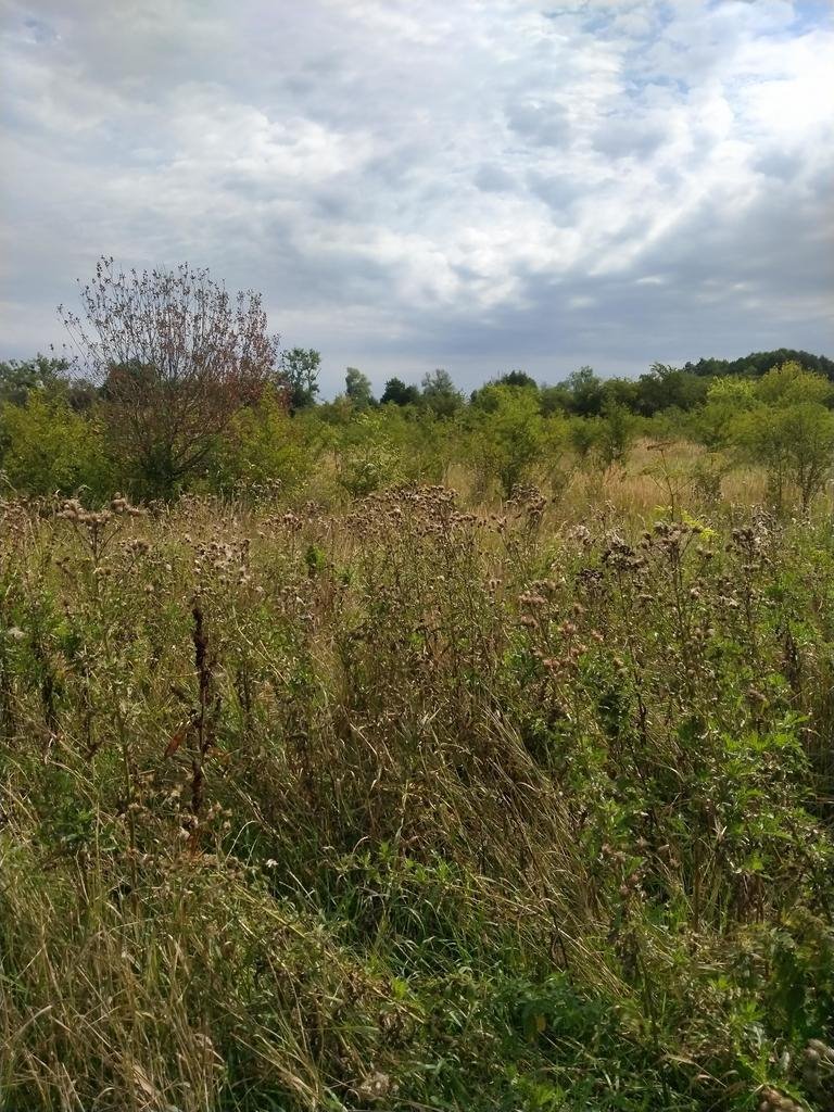 Do sprzedania działka 3001 m² z warunkami zabudowy w Pyrzycach Pyrzyce  3 001m2 Foto 1