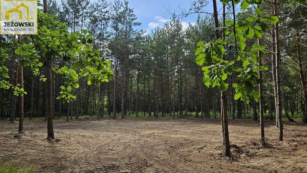 Działka 1,68 ha las i polana w Nowosiółkach - polecam Nowosiółki  16 800m2 Foto 1