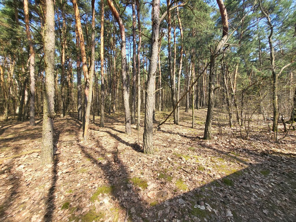 Działka leśna na sprzedaż Stare Babice, Borzęcin Duży  3 200m2 Foto 2