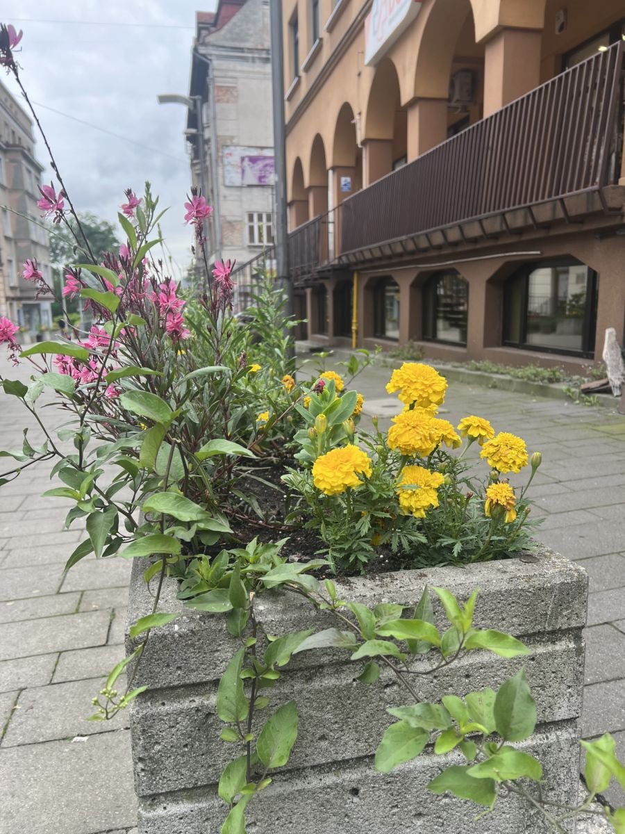 Lokal użytkowy na wynajem Bielsko-Biała, Jana Matejki  140m2 Foto 1