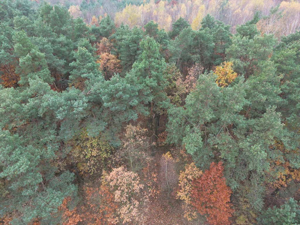 Działka budowlana na sprzedaż Strugi Krzywickie  26 000m2 Foto 7