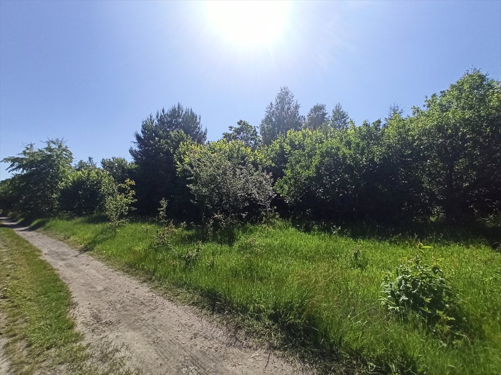 Działka leśna z prawem budowy na sprzedaż Borszewice Kościelne  9 000m2 Foto 4