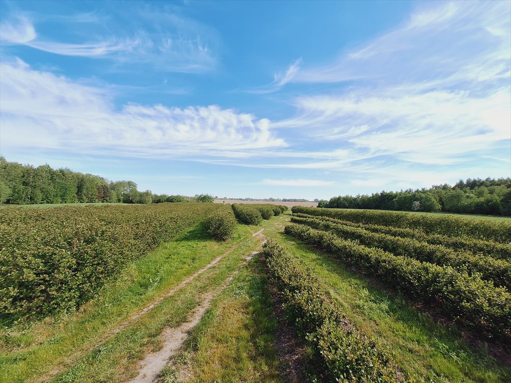 Działka rolna na sprzedaż Kowiesy, Pękoszew, Pękoszew  29 500m2 Foto 3