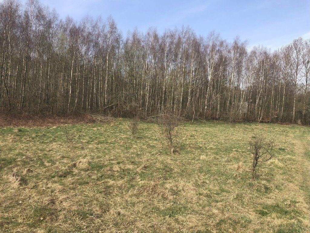 Działka inwestycyjna na sprzedaż Pomlewo  16 400m2 Foto 2