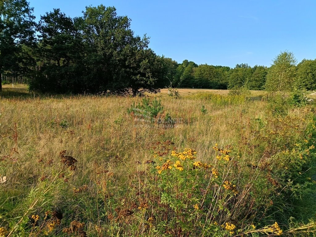 Działka budowlana na sprzedaż Ławszowa  3 100m2 Foto 9