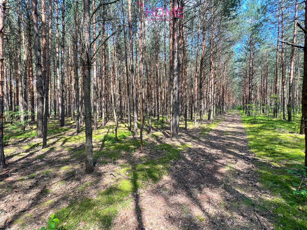 Działka leśna na sprzedaż Stary Rusinów, Rusinów  8 940m2 Foto 9