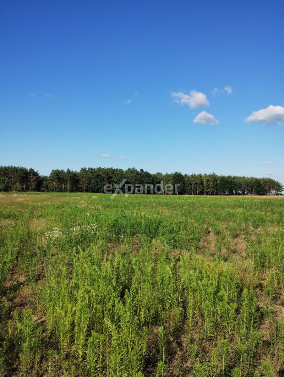Działka 2,16 ha w Blinno z mediami i negocjacyjną ceną Blinno  21 600m2 Foto 1