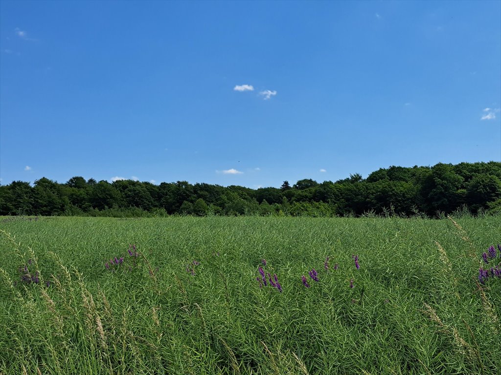 Działka leśna na sprzedaż Podniebyle  6 089m2 Foto 10