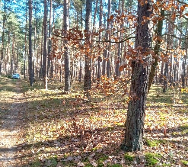 Działka leśna na sprzedaż Klwów, Nowy Świat, Nowy Świat  6 170m2 Foto 3