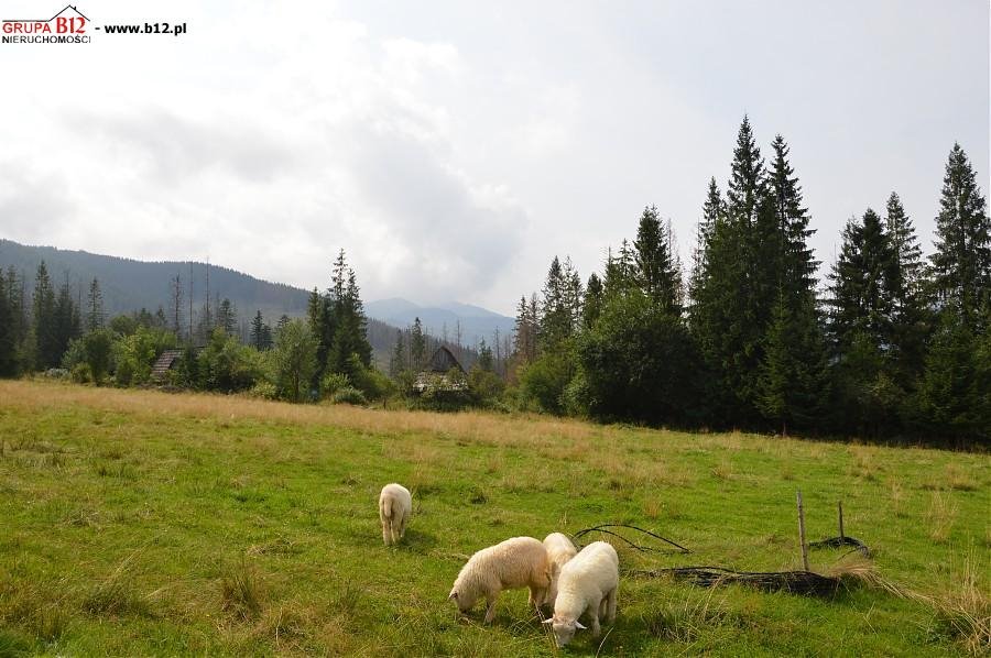 Działka rolna na sprzedaż Zakopane, Cyrhla  2 475m2 Foto 4