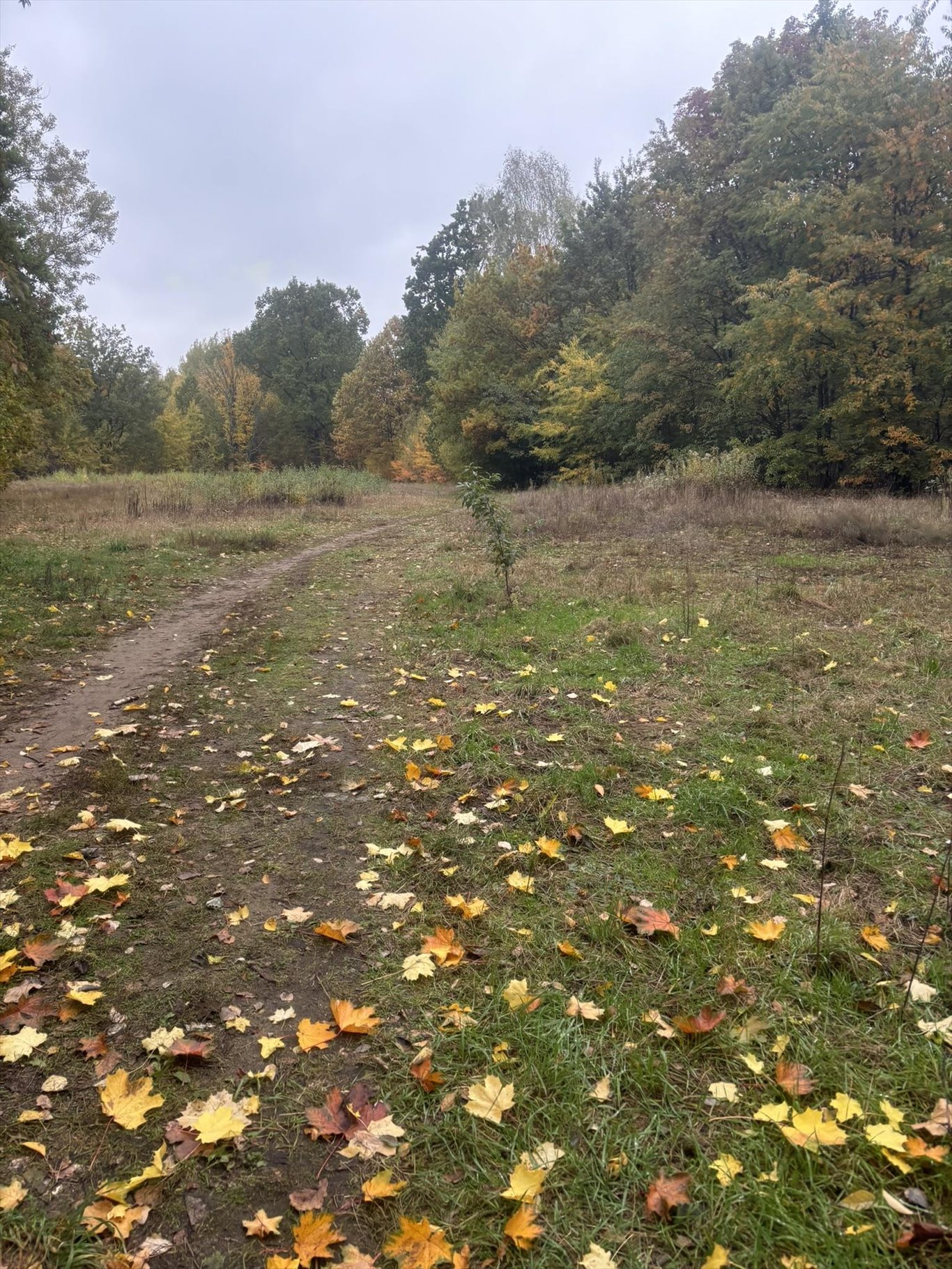 Zdjęcie 5