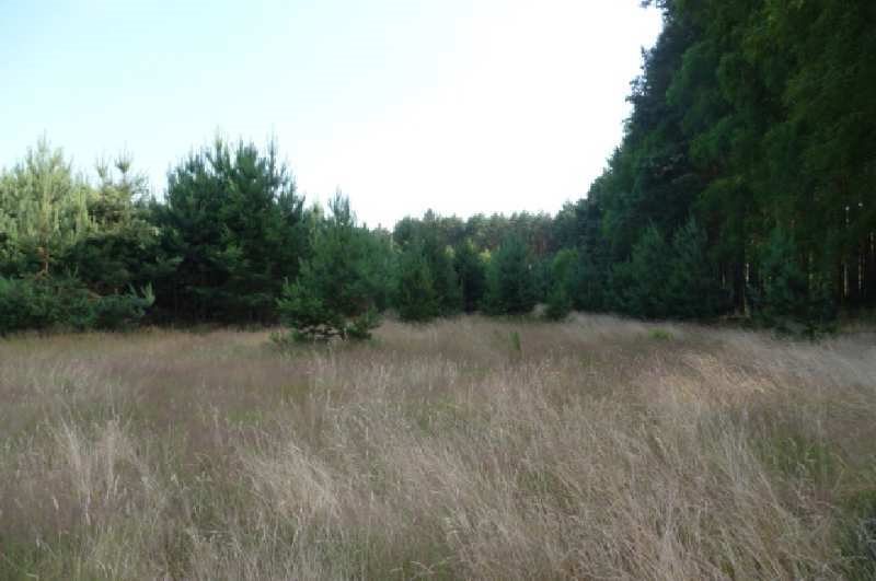 Działka rolna na sprzedaż Drzonów 24 900m2 Foto 1 Działka rolna na sprzedaż Drzonów 24 900m2 Foto 1