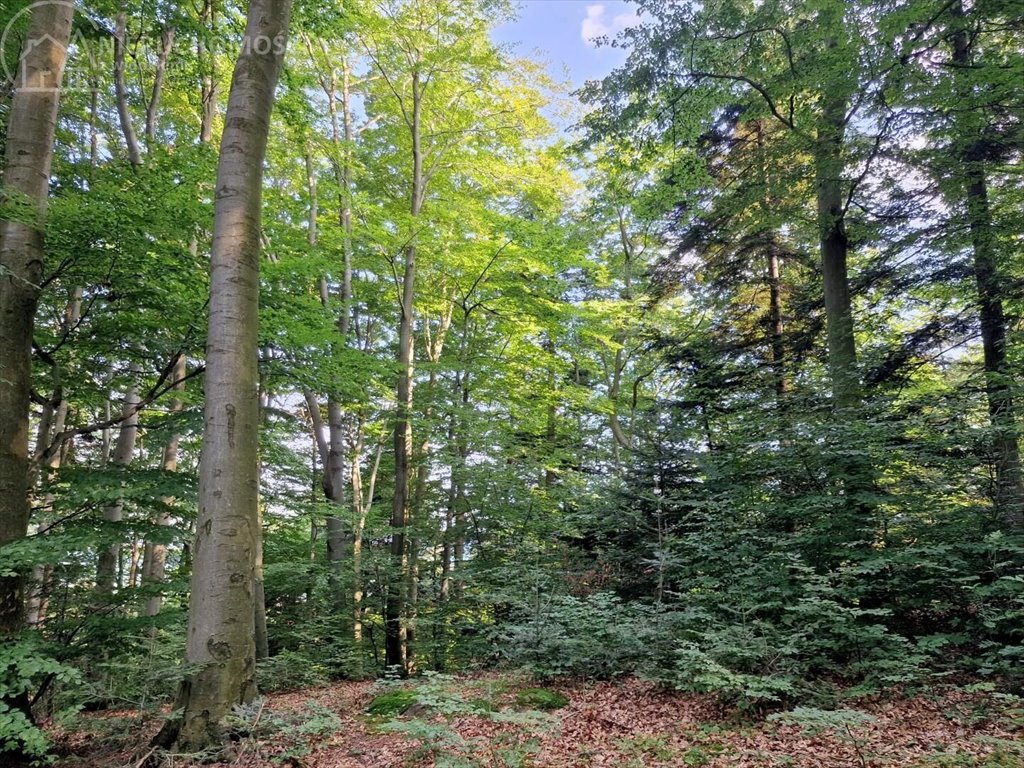 Działka leśna na sprzedaż Jodłówka Tuchowska  21 600m2 Foto 3