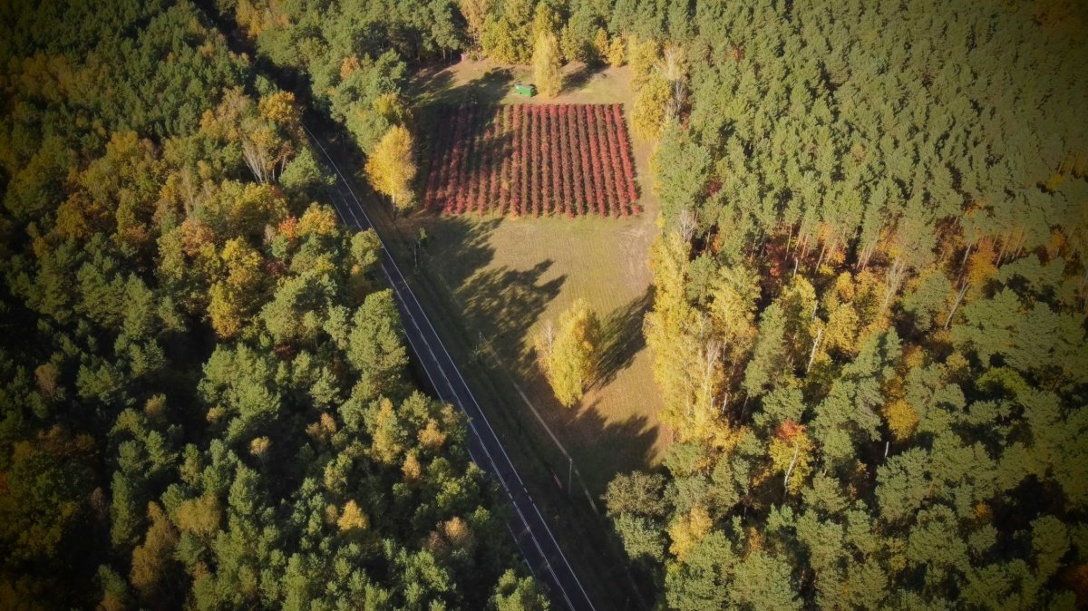 Działka budowlana na sprzedaż Nadarzyn, ul. Błońska  18 159m2 Foto 1