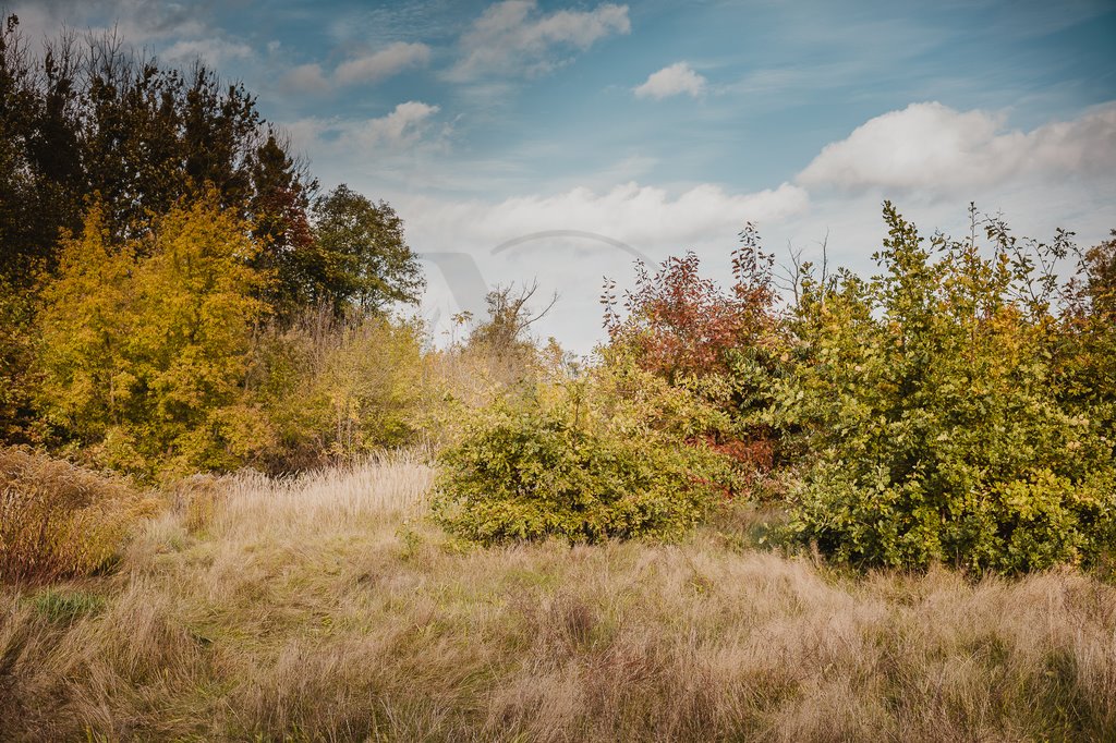 Działka budowlana na sprzedaż Chylice  9 500m2 Foto 5