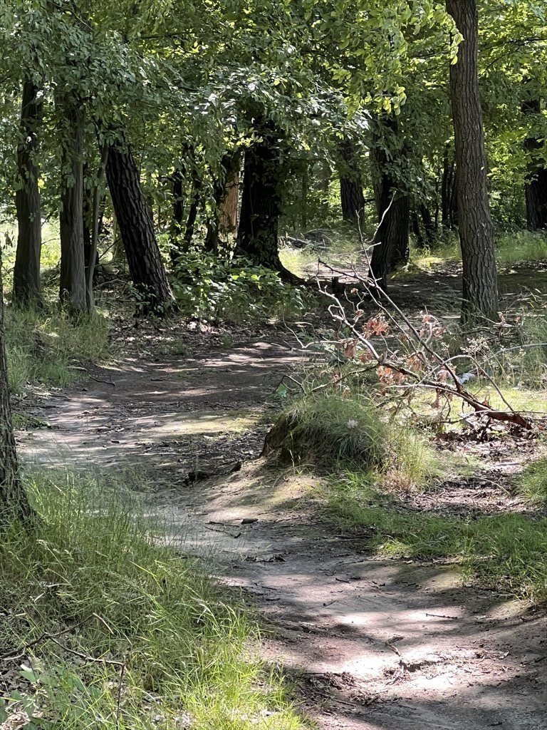 Działka budowlana na sprzedaż Kierszek, Prawdziwka  3 000m2 Foto 12