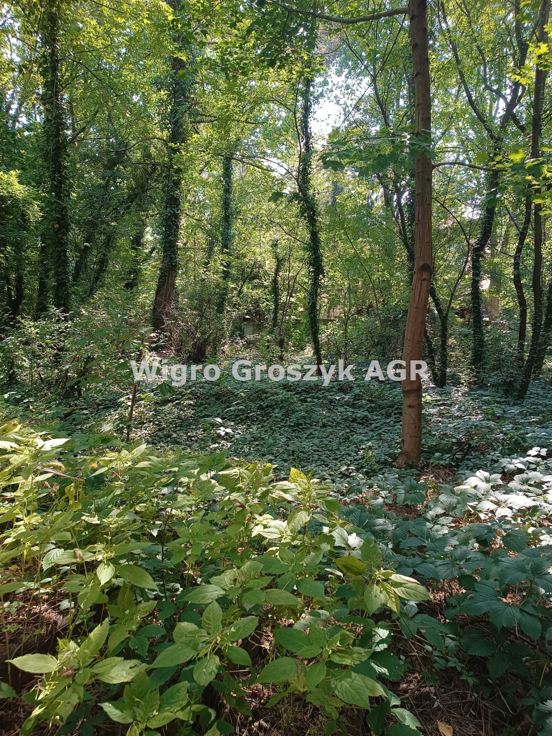 Dom na sprzedaż Łomianki, Dąbrowa Leśna  390m2 Foto 2