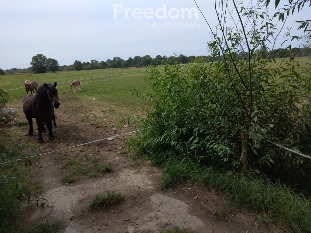 Działka rolna na sprzedaż Ostrówiec  5 600m2 Foto 7