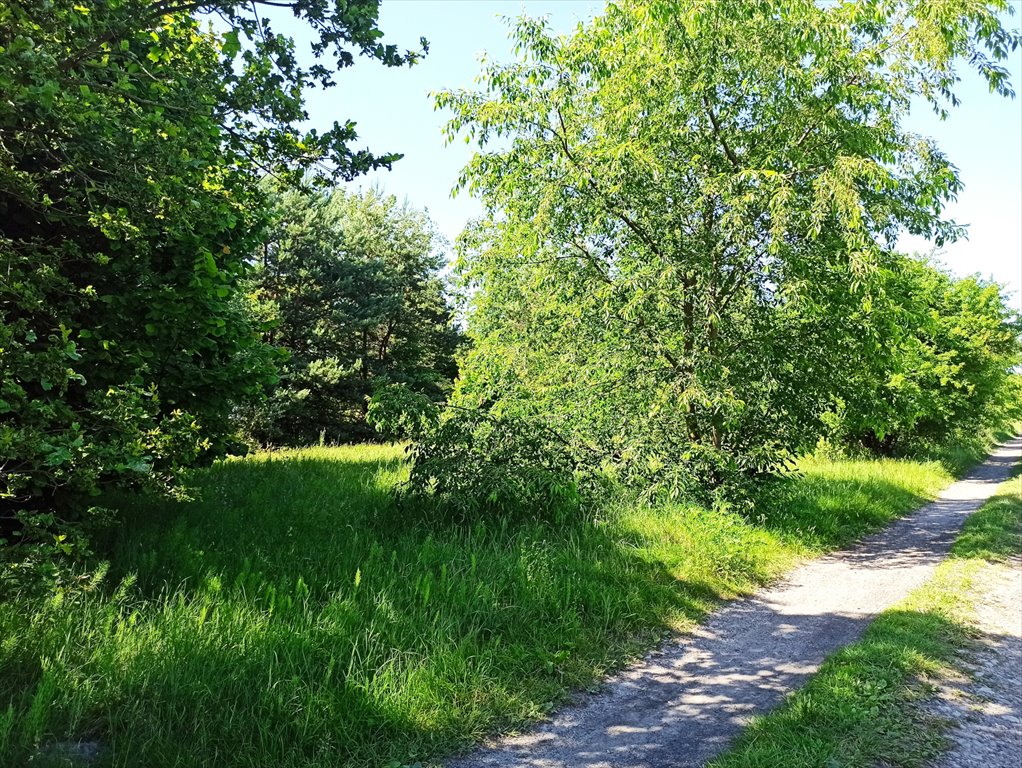 Działka leśna z prawem budowy na sprzedaż Borszewice Kościelne  9 000m2 Foto 7