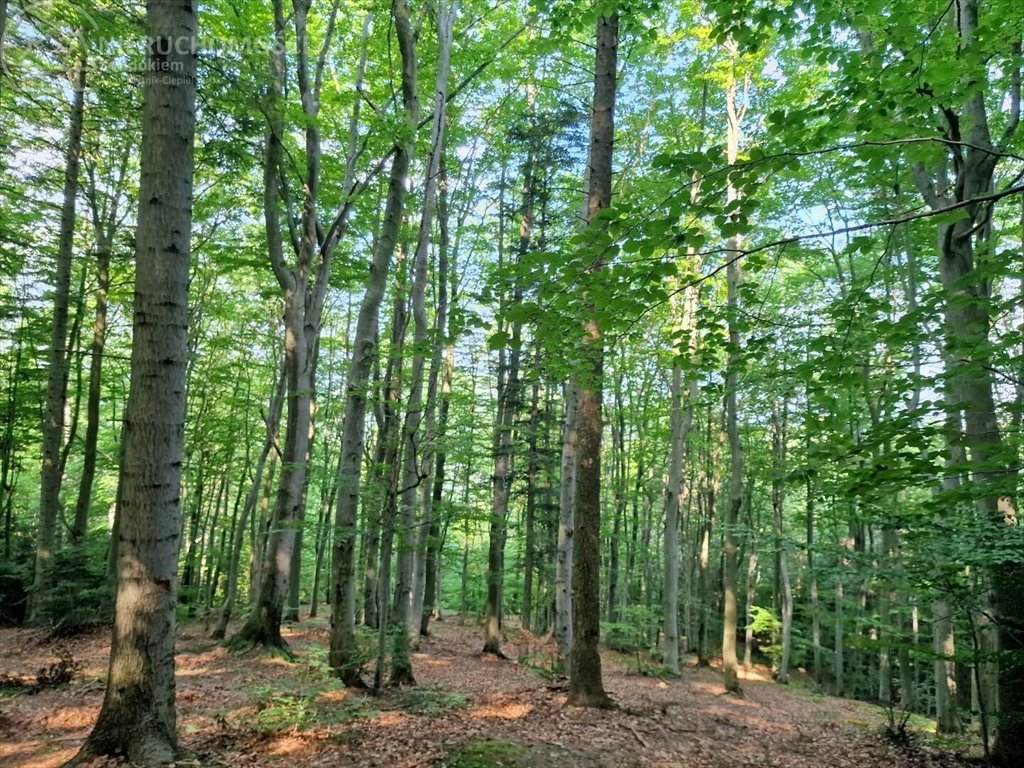 Działka leśna na sprzedaż Jodłówka Tuchowska  21 600m2 Foto 1