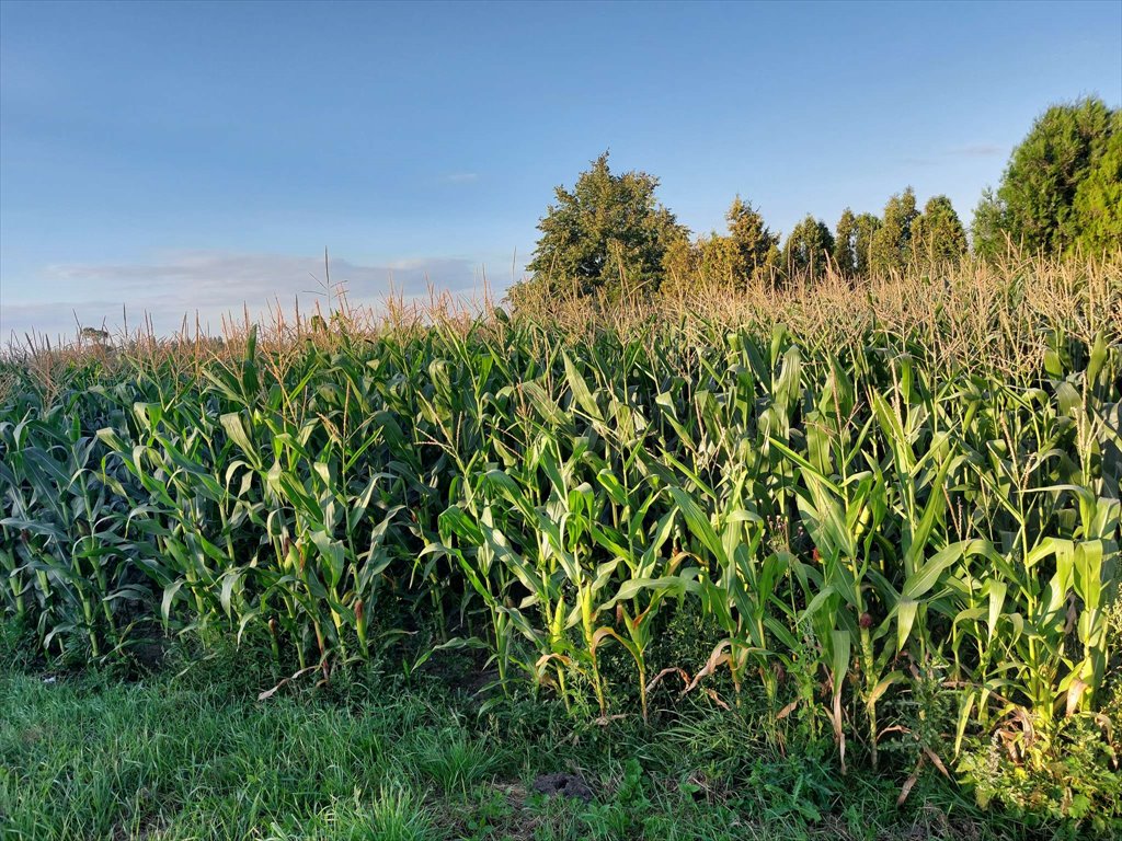 Atrakcyjna działka rolna 8 ha w Koźminie, klasy IV-VI Koźmin, Koźmin  70 000m2 Foto 1