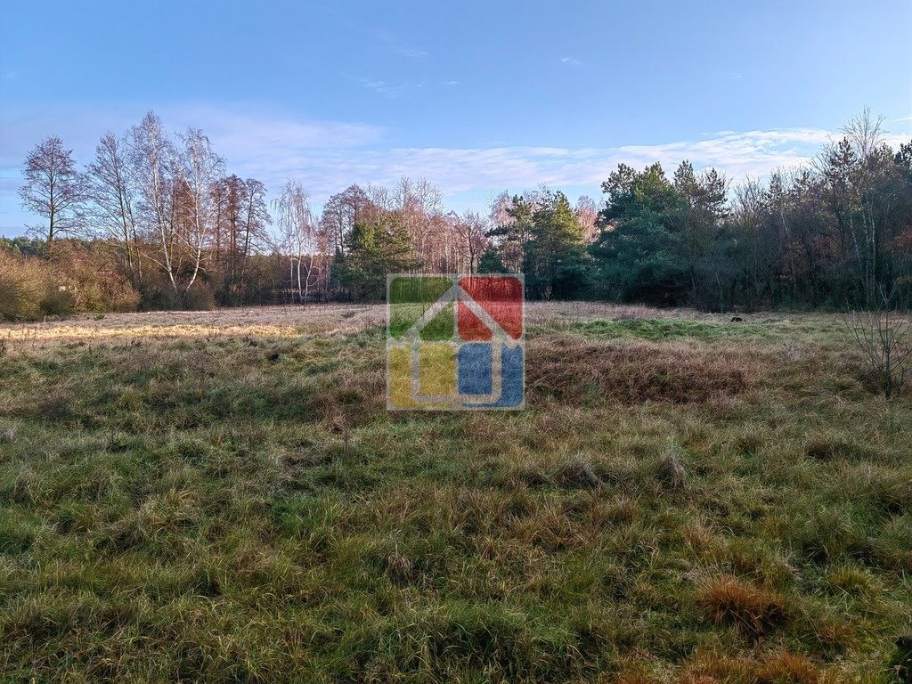 Działka leśna z prawem budowy na sprzedaż Szczawin Kościelny  48 000m2 Foto 3