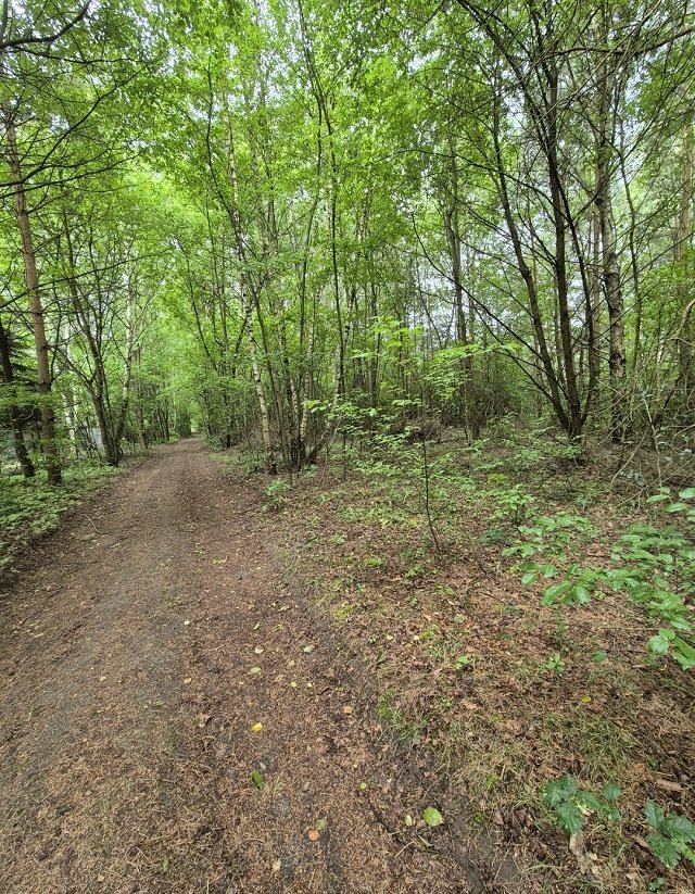 Na sprzedaż zalesiona działka 3956 m² z mediami w Zgierzu Jedlicze A, Łąkowa  3 956m2 Foto 1