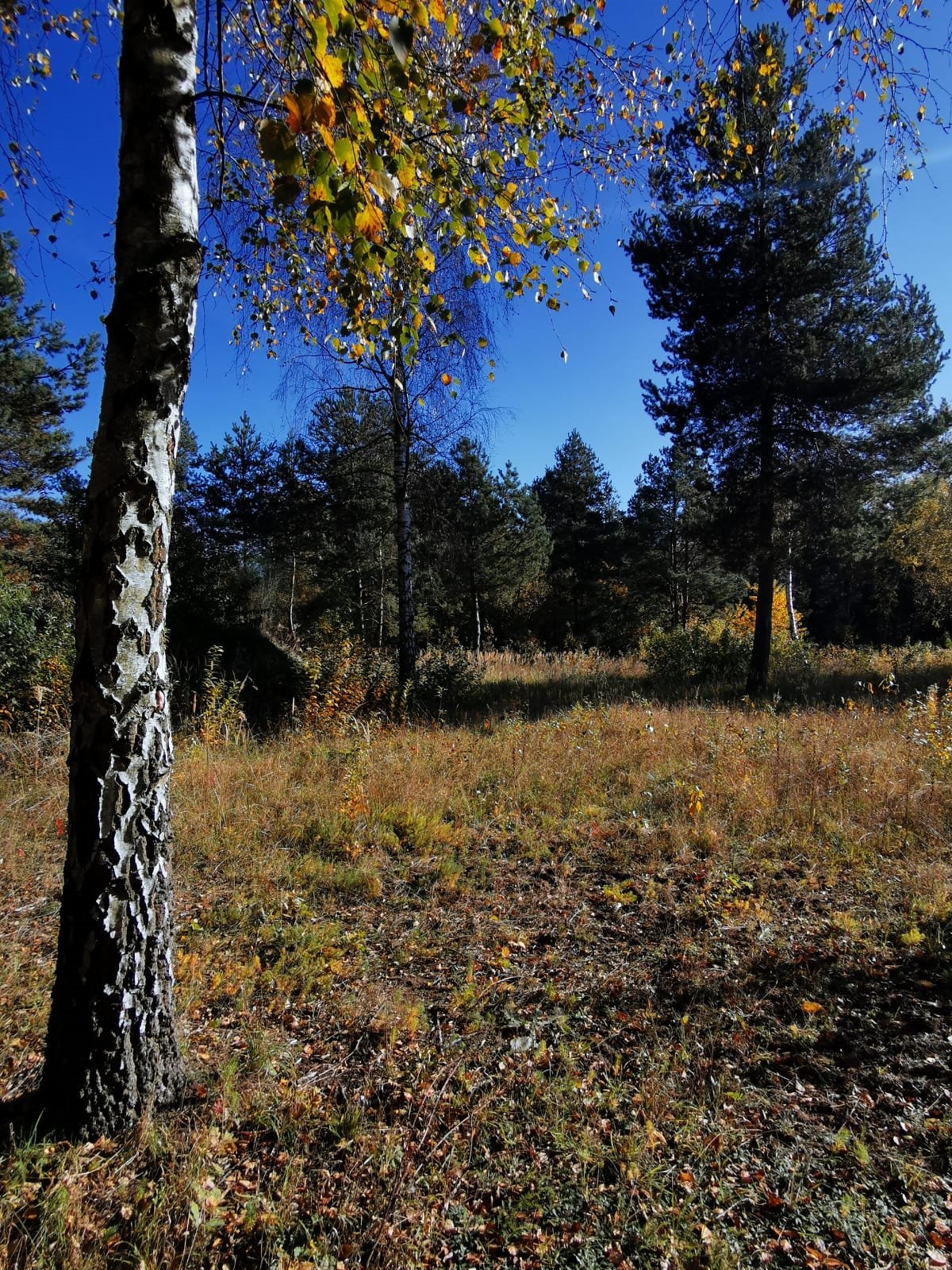 Działka budowlana na sprzedaż Częstochowa, Mirów, Hektarowa  1 089m2 Foto 8