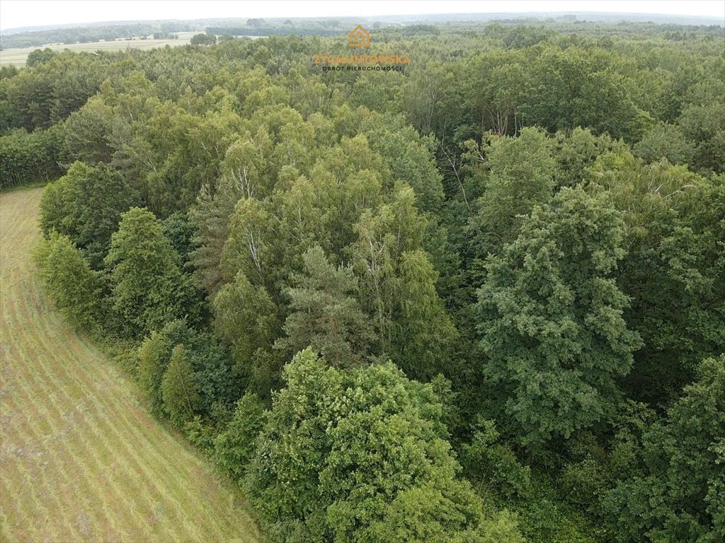 Działka leśna na sprzedaż Sławno, Prymusowa Wola  33 200m2 Foto 4