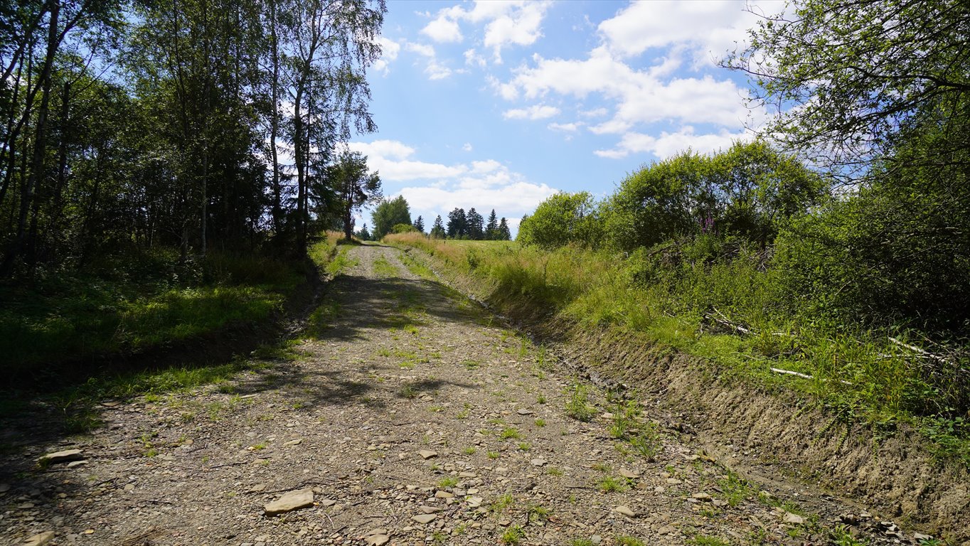 Działka leśna na sprzedaż Nowica  3 348m2 Foto 1