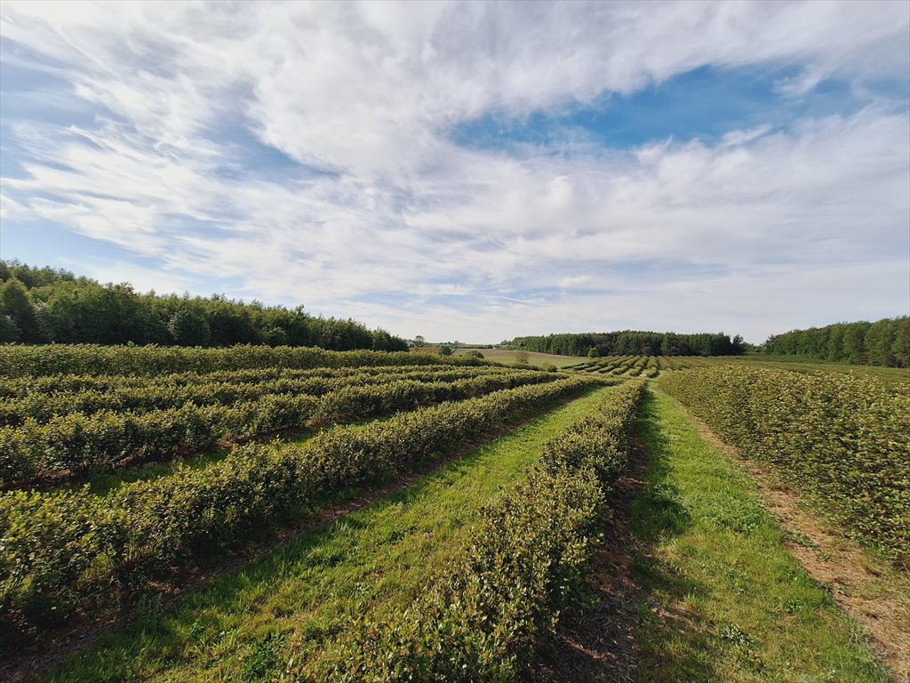 Działka rolna na sprzedaż Kowiesy, Pękoszew, Pękoszew  29 500m2 Foto 2