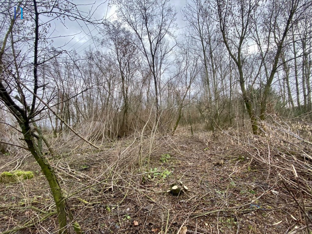 Zdjęcie 4