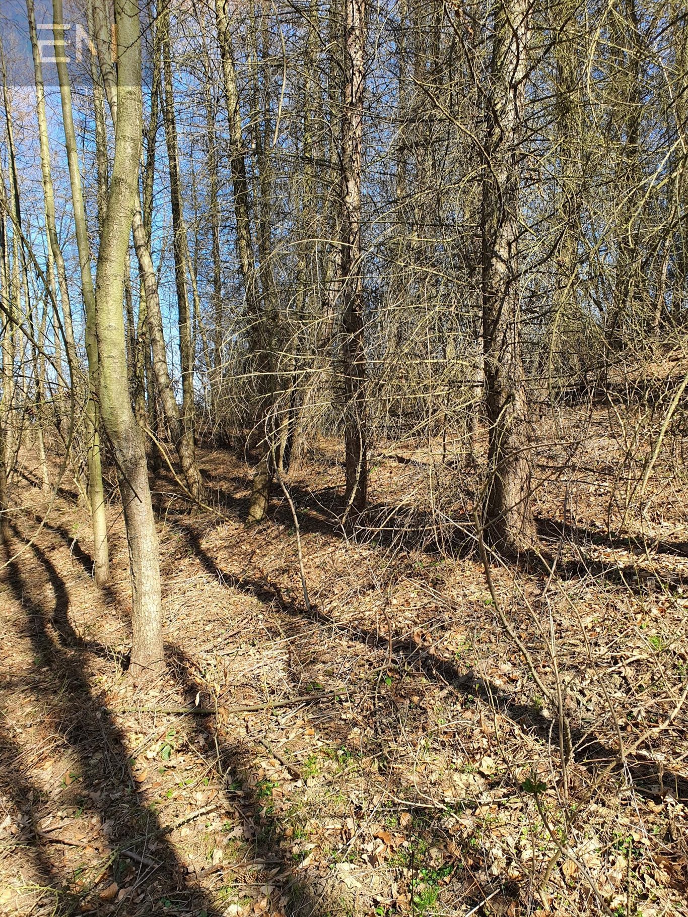 Działka budowlana na sprzedaż Jazowa  5 000m2 Foto 11