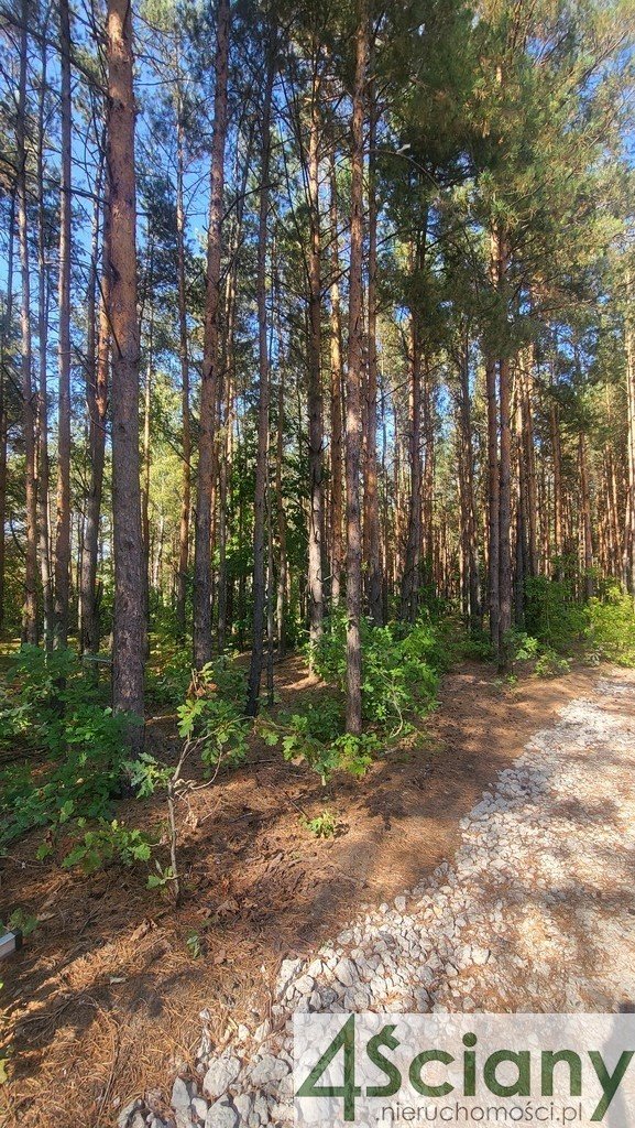 Działka leśna z prawem budowy na sprzedaż Truskaw  2 000m2 Foto 2