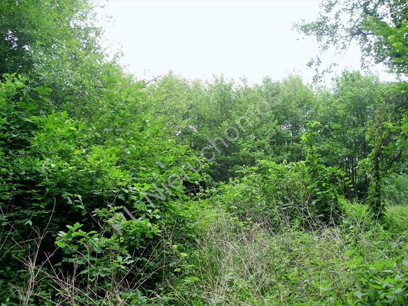 Działka 15 100 m² z lasami i rzeką, blisko Suntago Kamionka  15 100m2 Foto 1