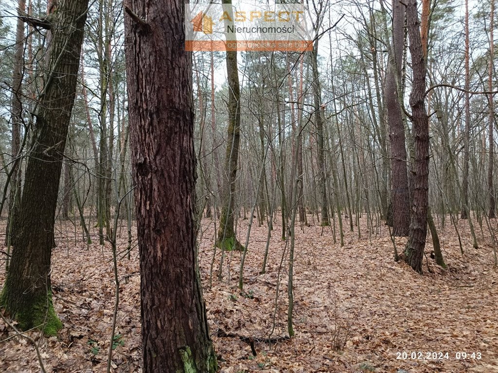 Działka leśna na sprzedaż Sieniawa, Leżachów  6 700m2 Foto 2