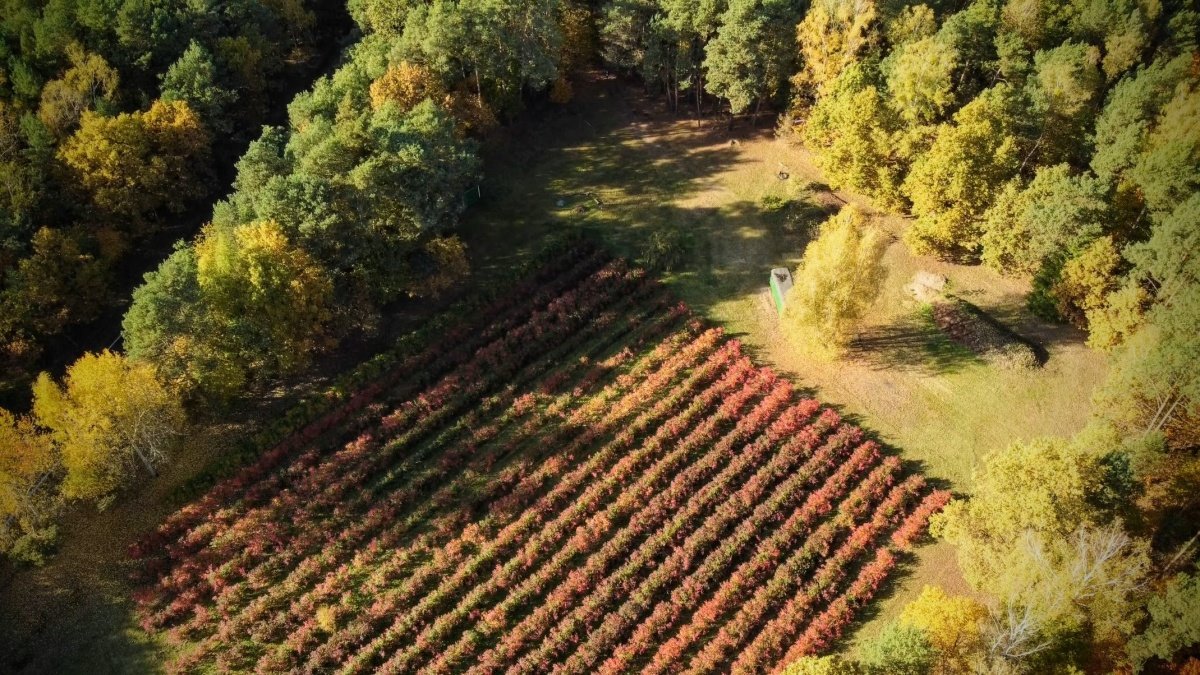 Działka budowlana na sprzedaż Nadarzyn, ul. Błońska  18 159m2 Foto 6