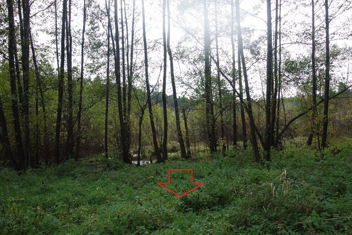 Działka leśna na sprzedaż Szyszki  4 029m2 Foto 3