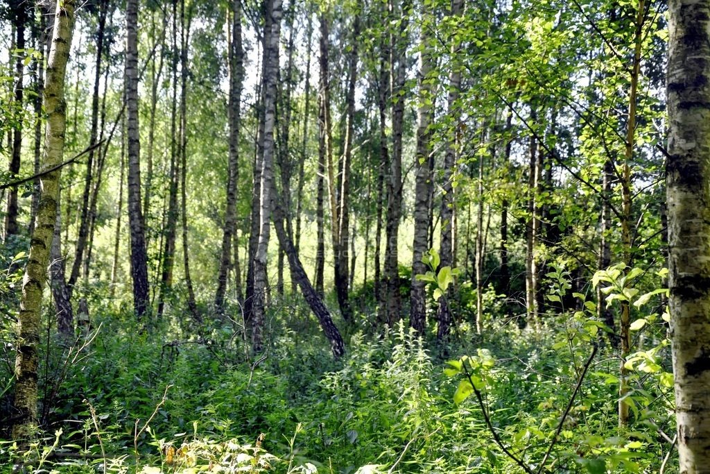 Działka leśna na sprzedaż Elganowo  40 300m2 Foto 11
