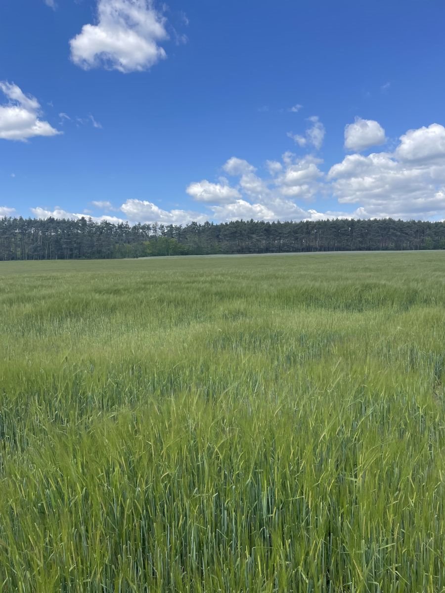 Działka budowlana na sprzedaż Wieleń  750m2 Foto 1