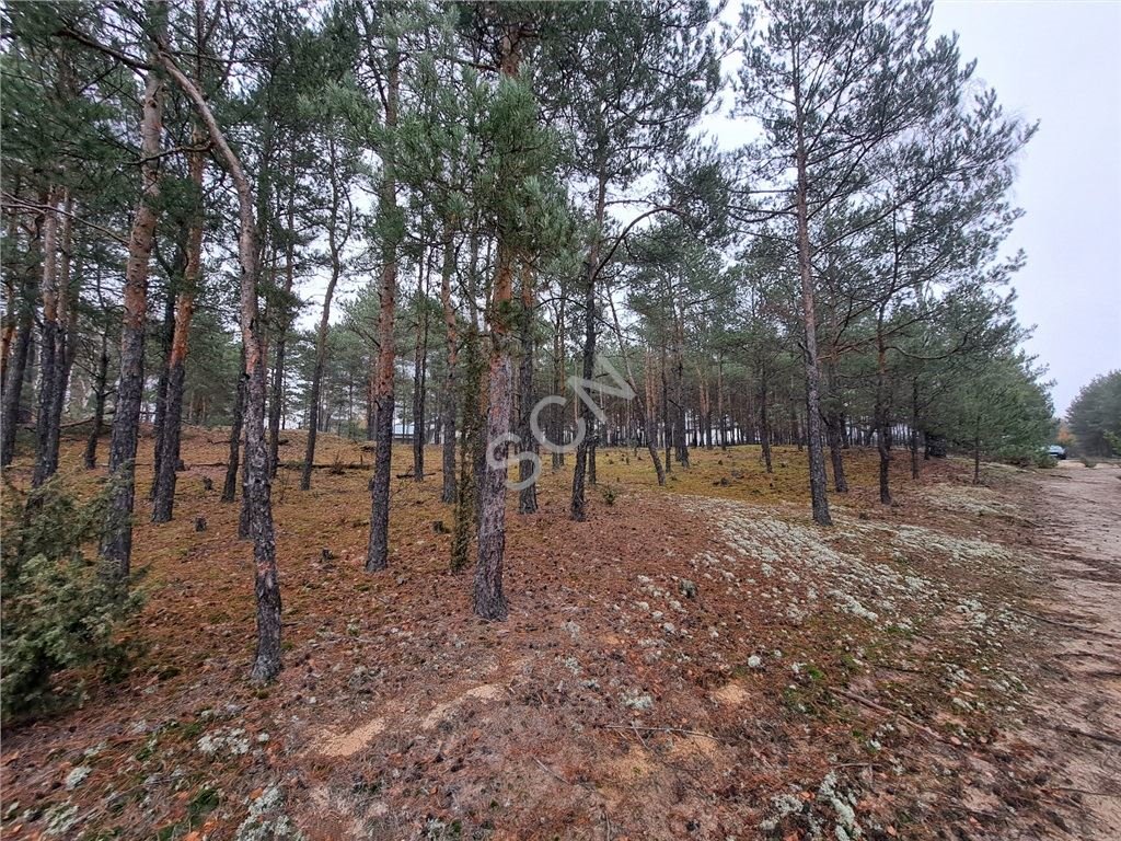 Działka leśna na sprzedaż Michałów-Reginów  1 897m2 Foto 6